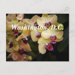 Cartão Postal Orquídeas cor-de-rosa e amarela, Washington, D.C.