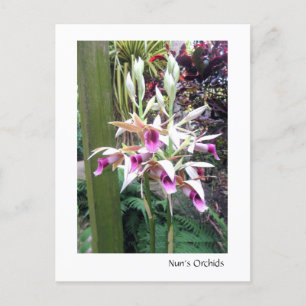 Cartão Postal Orquídeas da freira 2