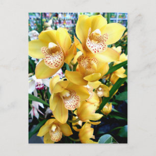Cartão Postal Orquídeas de Cymbidium Amarelas