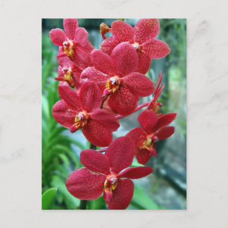 Cartão Postal Orquídeas de vanda vermelha