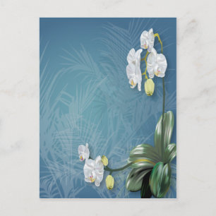 Cartão Postal Orquídeas e Ferns