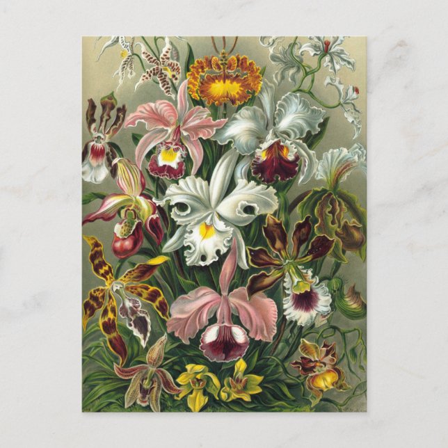 Cartão Postal Orquídeas Ernst Haeckel, Flores Vintage da Florest (Frente)