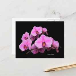 Cartão Postal Orquídeas Florais Elegantes Phalaenopsis a Preto