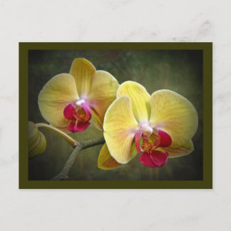 Cartão Postal Orquídeas-Mama amarelas - Phalaenopse