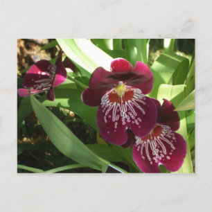 Cartão Postal Orquídeas Maroon II Floral Elegante