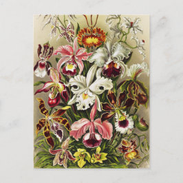 Cartão Postal Orquídeas, Orquídeas Denusblumen Ernst Haeckel