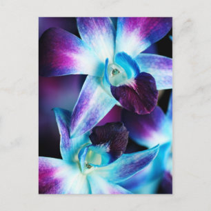 Cartão Postal Orquídeas Personalizadas da Orquídea Dendrobium 