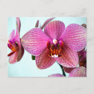 Cartão Postal Orquídeas Rosa