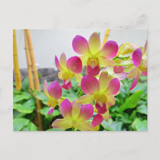 Cartão Postal Orquídeas Rosa Amarelas (Frente)