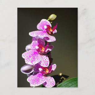 Cartão Postal Orquídeas rosa, floral tropical romântico