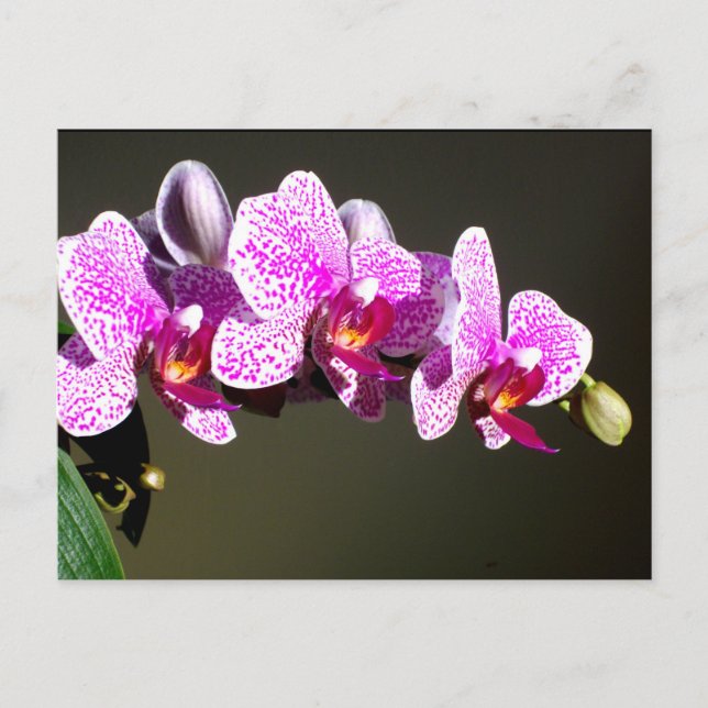 Cartão Postal Orquídeas rosa, flores tropicais cor-de-rosa (Frente)