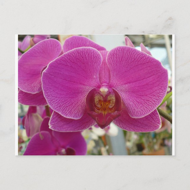 Cartão Postal Orquídeas Rosa Quente (Frente)
