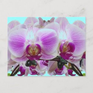 Cartão Postal Orquídeas roxas