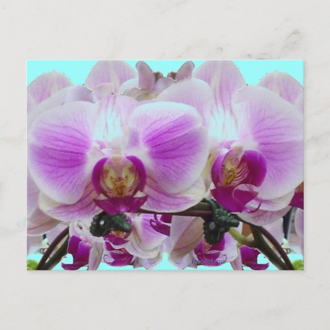 Cartão Postal Orquídeas roxas (Frente)