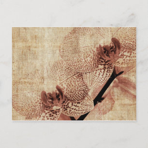 cartão postal orquídeo