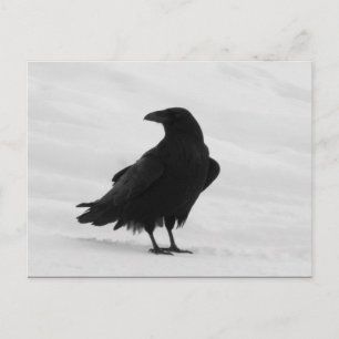 Cartão Postal Orud Raven