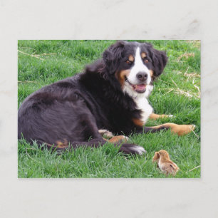 Cartão Postal Orud Serena