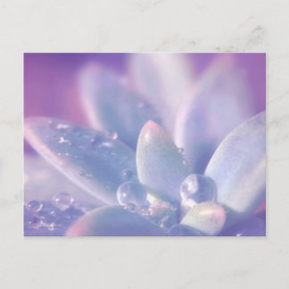 Cartão Postal Orvalho da manhã em Succulents
