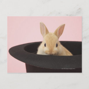 Cartão Postal Oryctolagus cuniculo