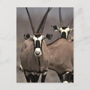 Cartão Postal Oryx antelope