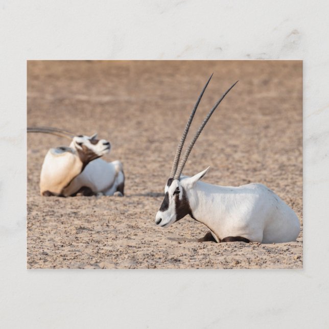 Cartão Postal Oryxes no Deserto (Frente)