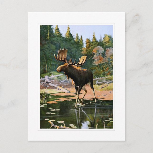 Cartão Postal Os alces (Frente)