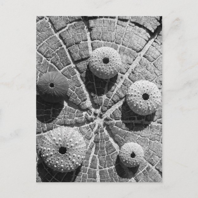 Cartão Postal os anéis (Frente)