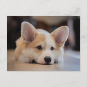 Cartão Postal Os Animais Bebês Mais Fofos   Cachorrinho Sonolent