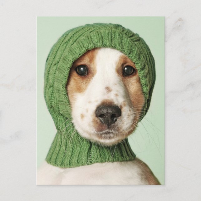 Cartão Postal Os Bebês Animais Mais Fofos | Cachorro Cocker Span (Frente)