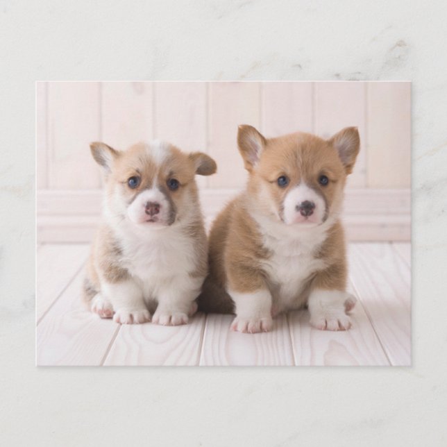 Cartão Postal Os Bebês Animais Mais Fofos | Dois Bebês Corgis Se (Frente)