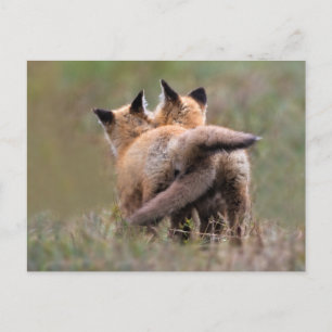 Cartão Postal Os Bebês Animais Mais Fofos Filhotes de Raposa V