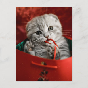 Cartão Postal Os Bebês Animais Mais Fofos   Gatinho Scottish Fol