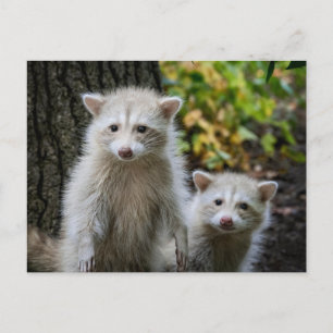 Cartão Postal Os Bebês Animais Mais Fofos   Guaxinins Loirinhos 