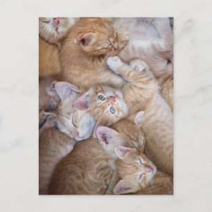 Cartão Postal Os Bebês Animais Mais Fofos Pilha de Gatinhos La