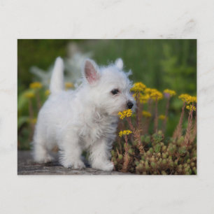 Cartão Postal Os Bebês Animais Mais Fofos   West Highland White 
