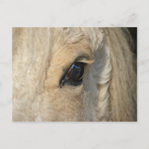 Cartão Postal Os cachos têm o cavalo americano encaracolado