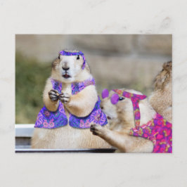 Cartão Postal Os Cães da Prairie são GROOVY!