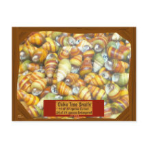 Os caracóis famosos da árvore de Oahu estão indo