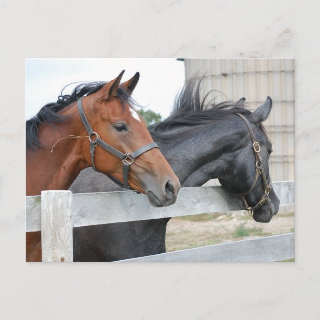 Cartão Postal Os Cavalos Amantes (Frente)