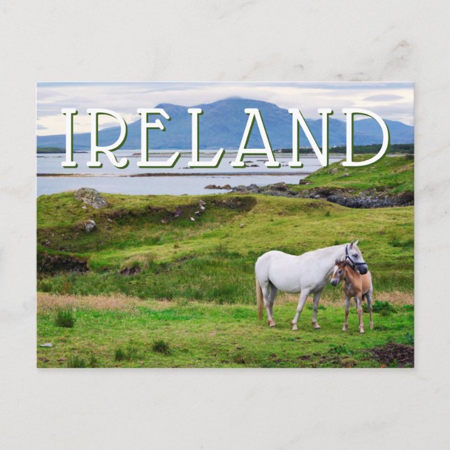 Cartão Postal Os Cavalos de Connemara | Galway, Irlanda (Frente)