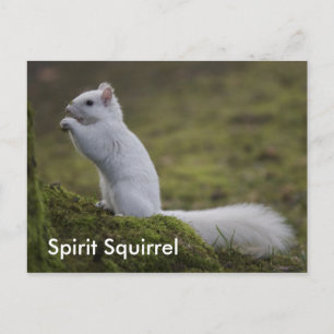 Cartão Postal Os Esquilos Espirituosos do Ocidente