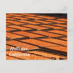 Cartão Postal Os famosos damascos de Hollister, Califórnia