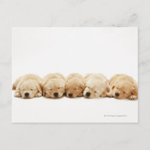Cartão Postal Os filhotes do recuperador de ouros