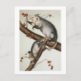Cartão Postal Os gambás de Audubon