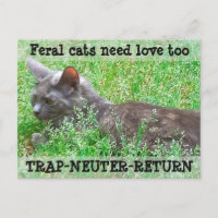 Os gatos ferozes precisam o amor - TNR