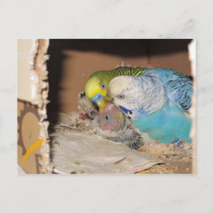 Cartão Postal Os Pais Adoradores