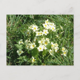 Cartão Postal Os Primroses