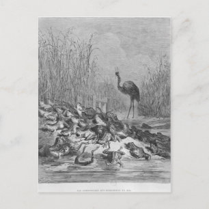 Cartão Postal Os sapos que pedem um rei.