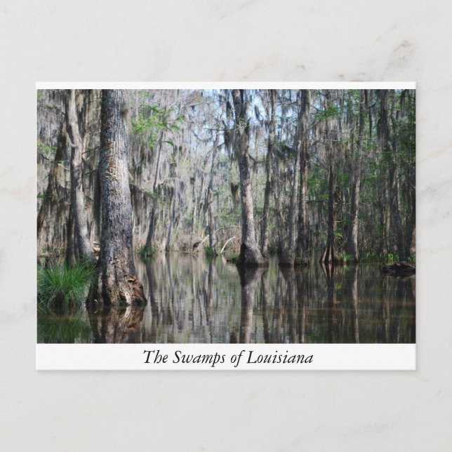 Cartão Postal Os Swamps da Louisiana (Frente)
