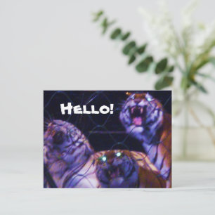 cartão postal OS TIGRES